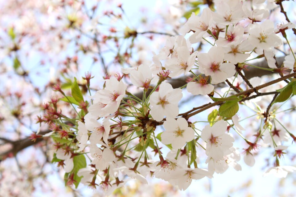 Cherry blossoms spring warm