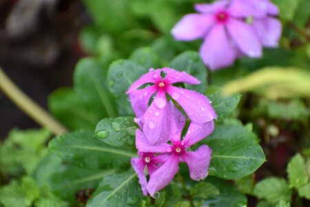 Flowers rain drops nature