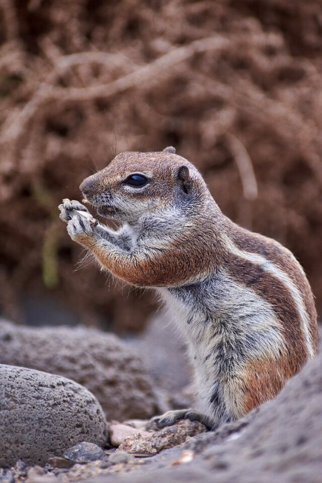 Curious wild eat