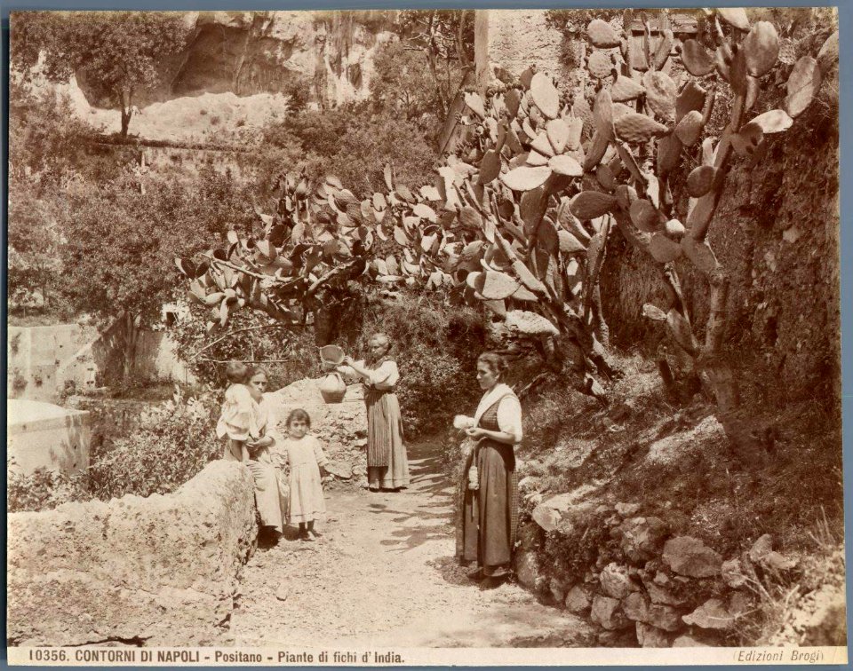 Brogi, Carlo (1850-1925) - n. 10356 - Contorni di Napoli - Positano, fichi d'India