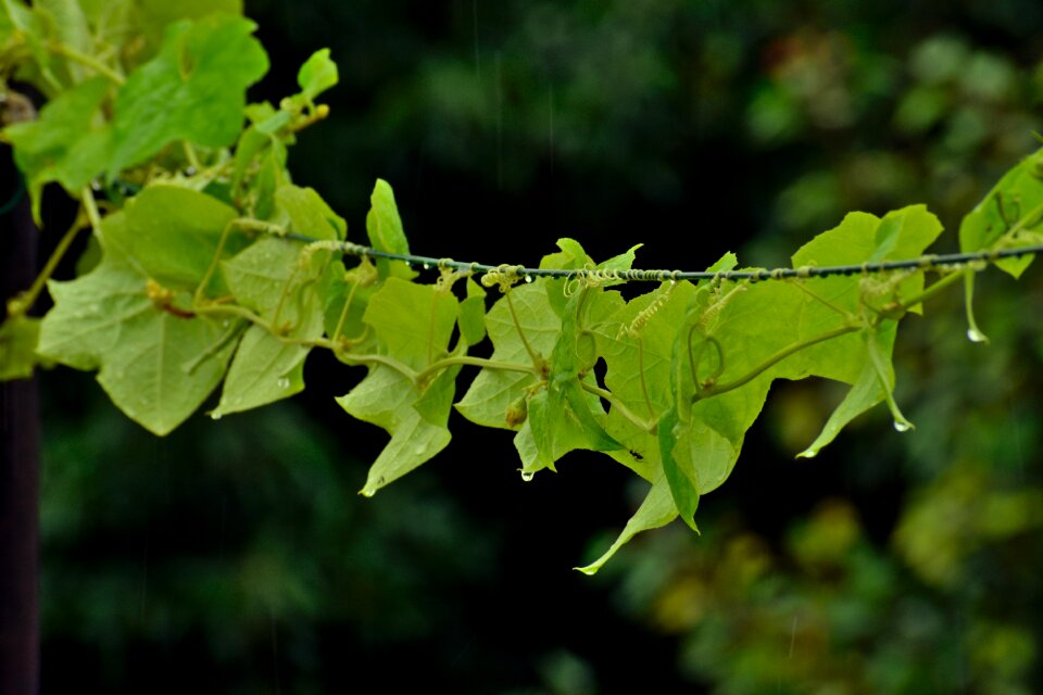 Green leaves plants tropism