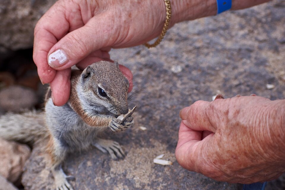 Tame sweet curious