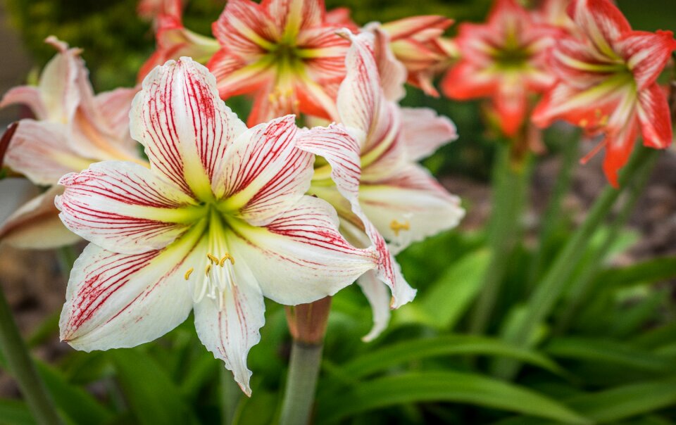 Nature flora garden