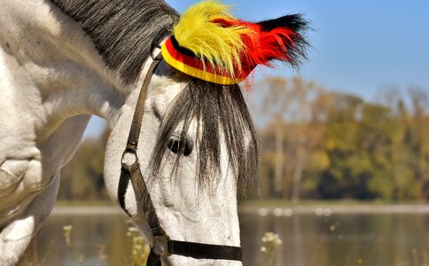 Football horse love for animals