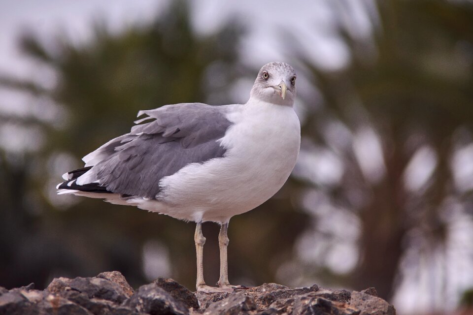 Bird animal world nature