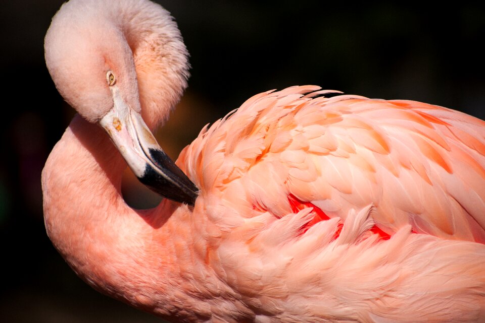 Bird wildlife animal