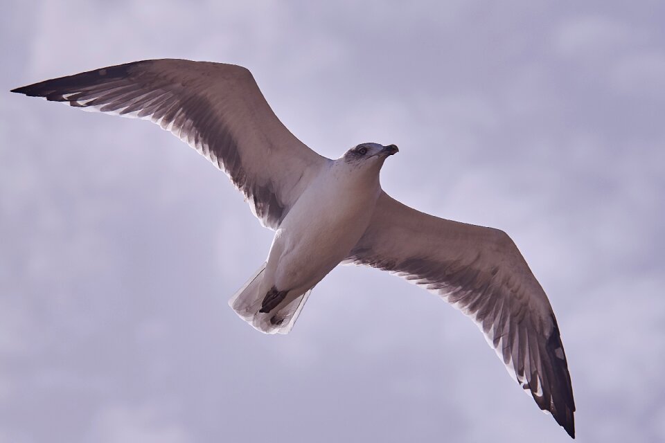 Nature flight water bird