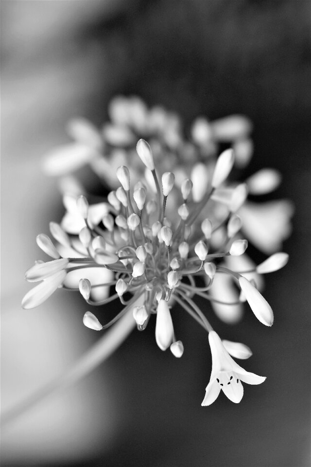 Bloom nature white