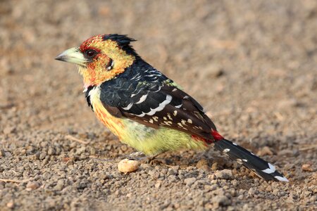 Africa birdlife nature