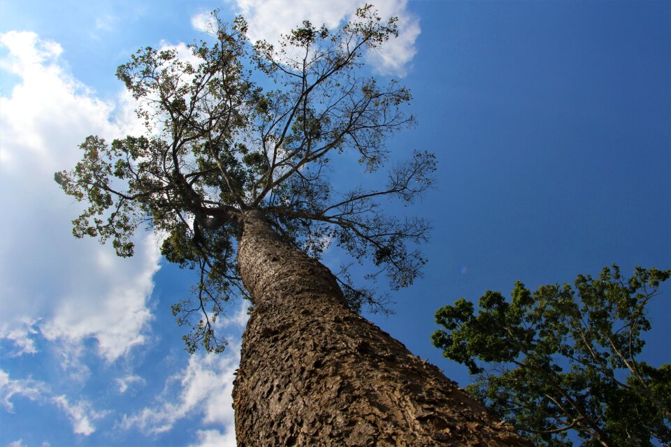 Thailand tree clouds
