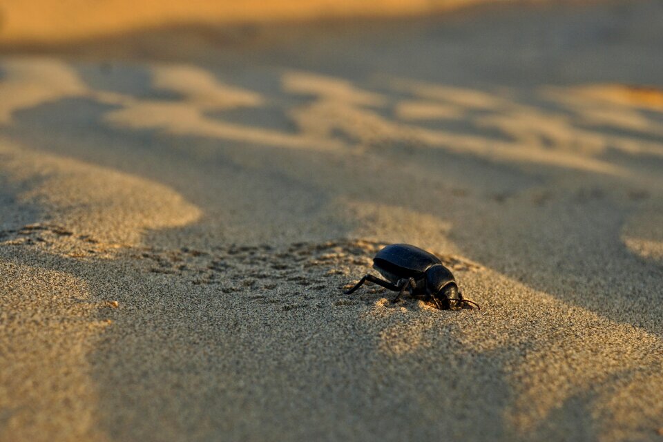 Beach desert nature