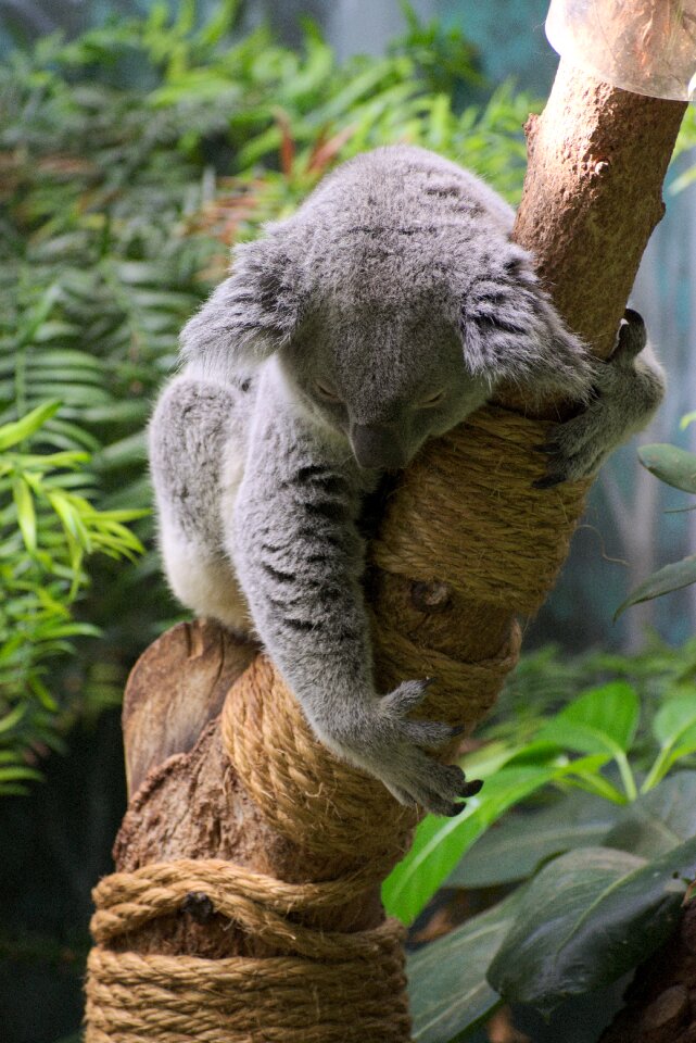 Animal wildlife australia
