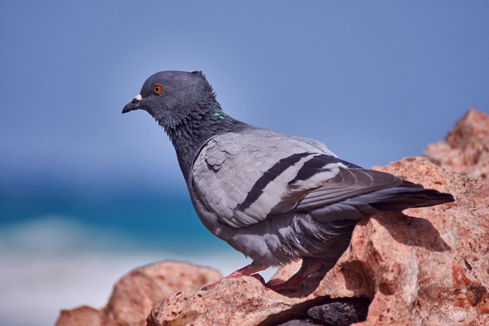 Nature bird animal world