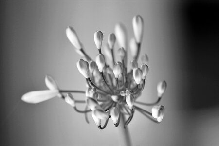 Bloom nature white