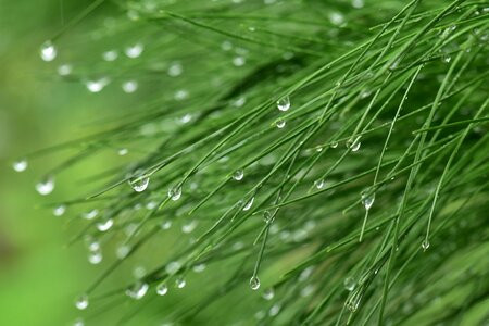 Drop dew freshness
