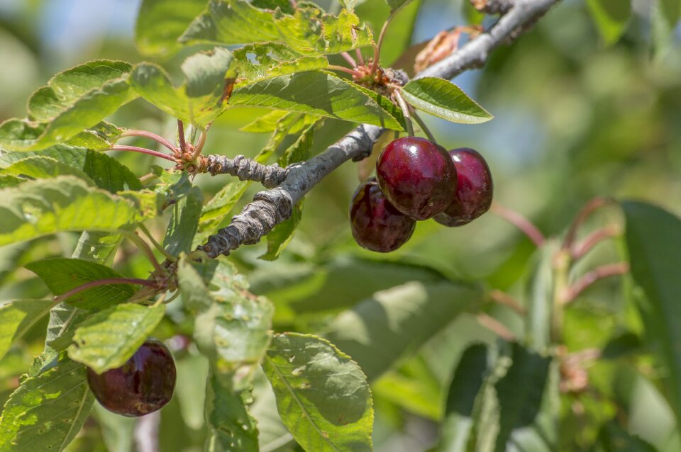 Nature tree agriculture