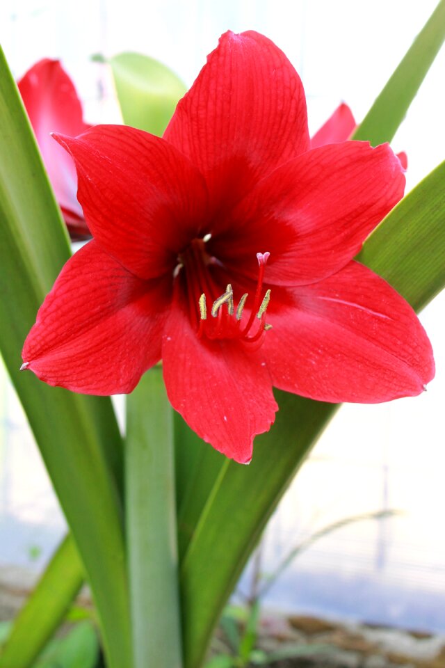 Flower bloom plant