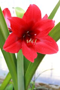 Flower bloom plant