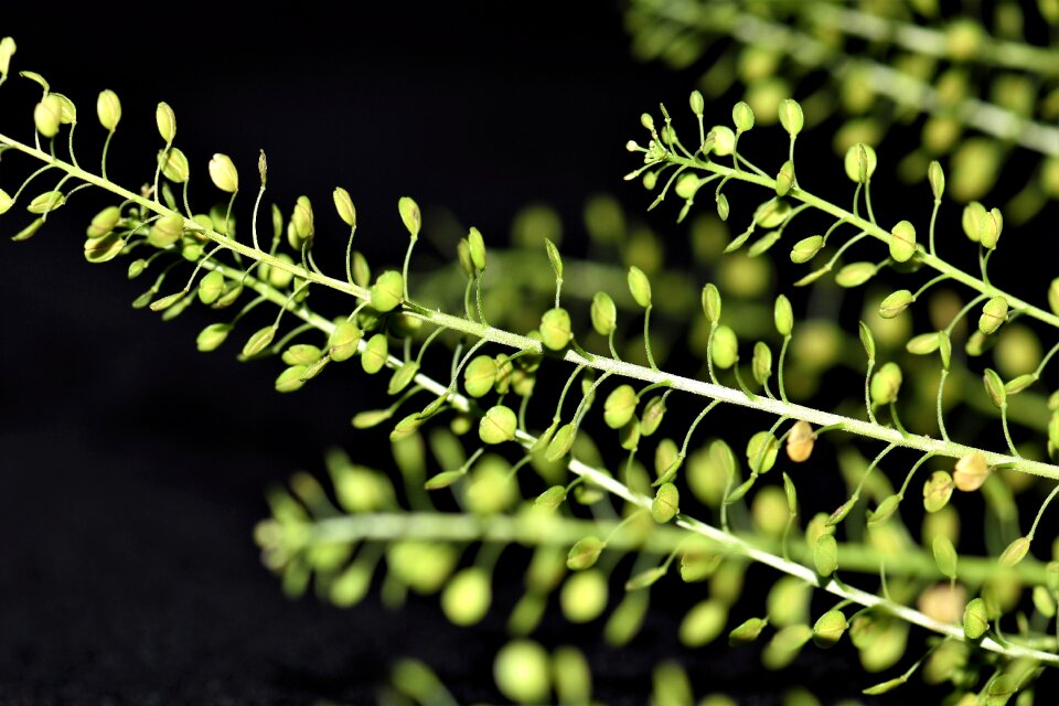 Leaves fine filigree