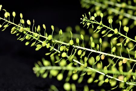 Leaves fine filigree