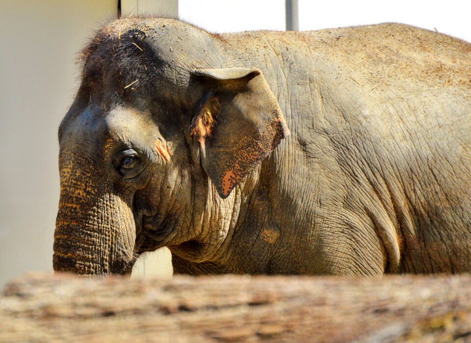 Proboscis animal zoo