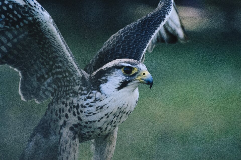 Animal flying blur