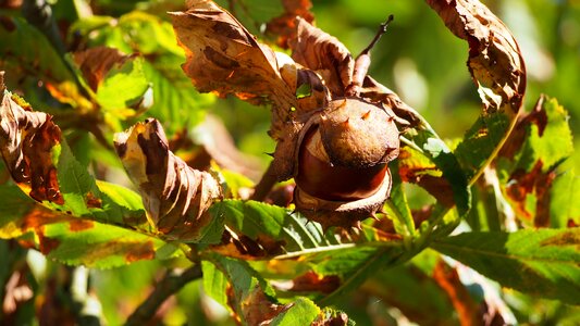 Autumn chestnut tree chestnut leaves