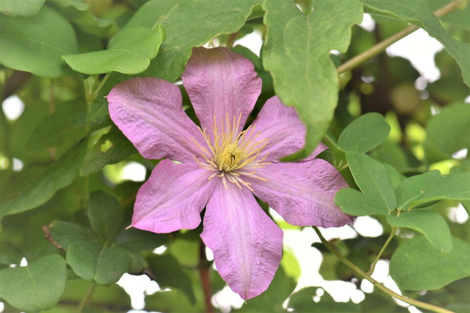 Blossom bloom plant