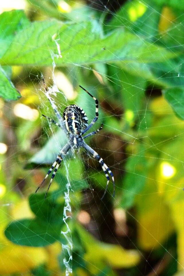 Spider web macro garden