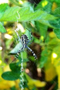 Spider web macro garden photo