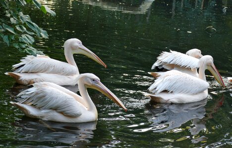 Swim zoo animal