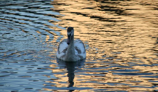 Duck reflection swan photo