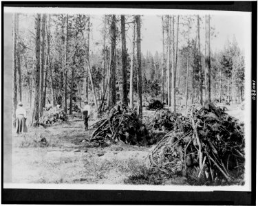 Brush piles on cleared forest for burning, Bitterroot National Forest, Montana LCCN90715350