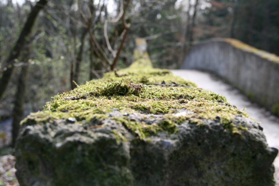 Moss tree park
