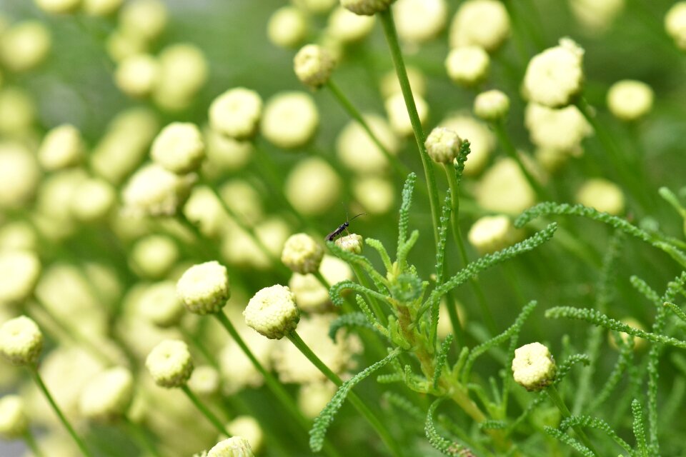 Herb garden plant nature