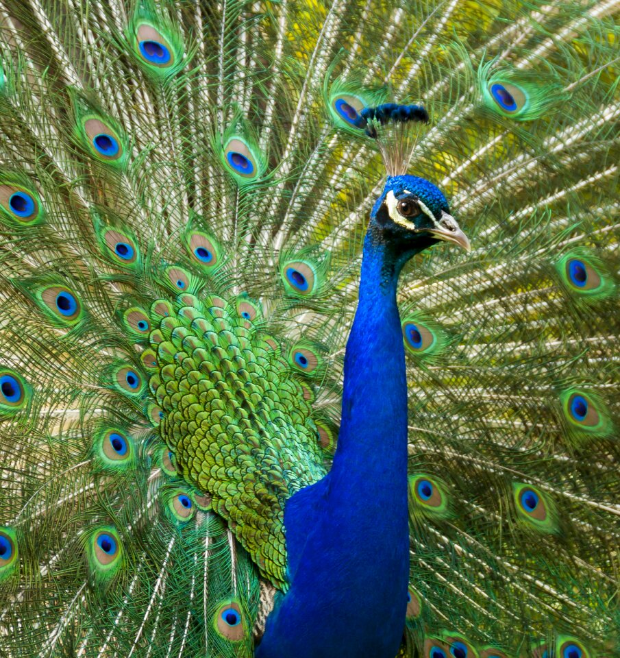 Feather animal nature photo