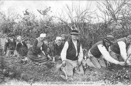 Bréhat arrachage pommes de terre