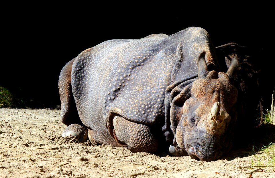 Big game zoo animal world