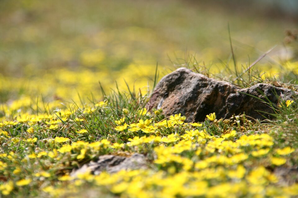 Plant summer flower photo