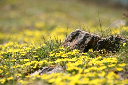 Plant summer flower