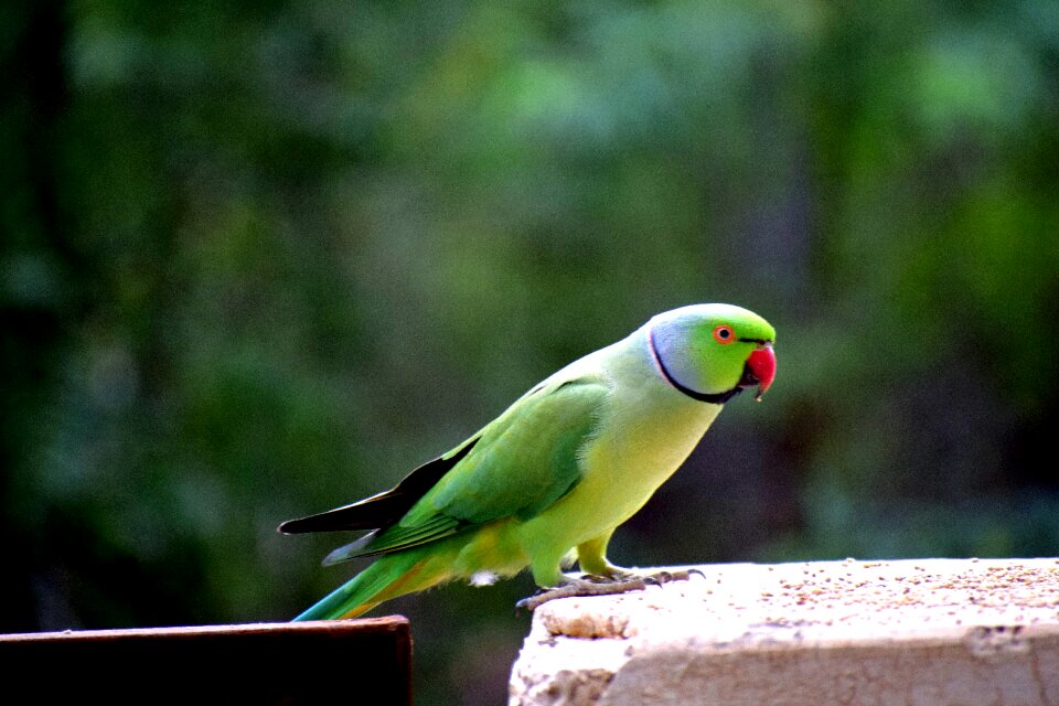 Natural animal tropical