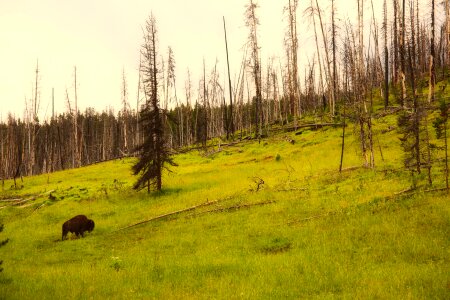 Bison buffalo animal photo