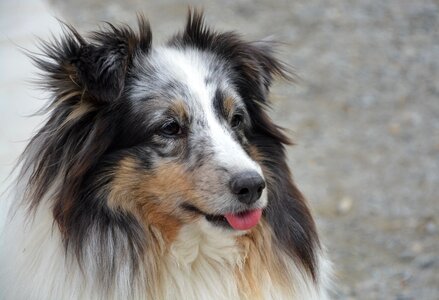 Dog average size female head