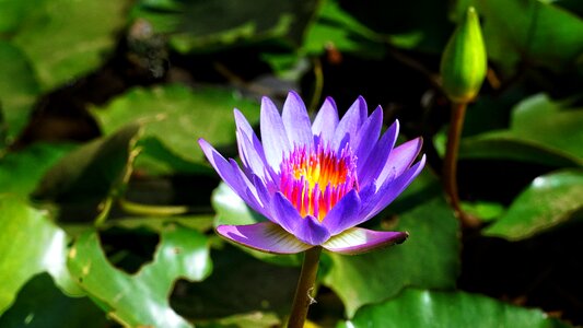 Flora leaf lotus photo
