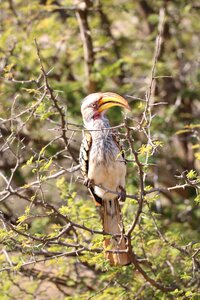 Birdwatching nature colorful