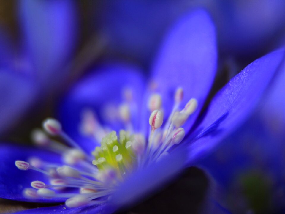 Nature blossom hepatica