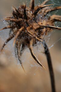 Invertebrate nature spiderweb