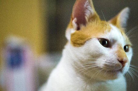 Kitten domestic portrait