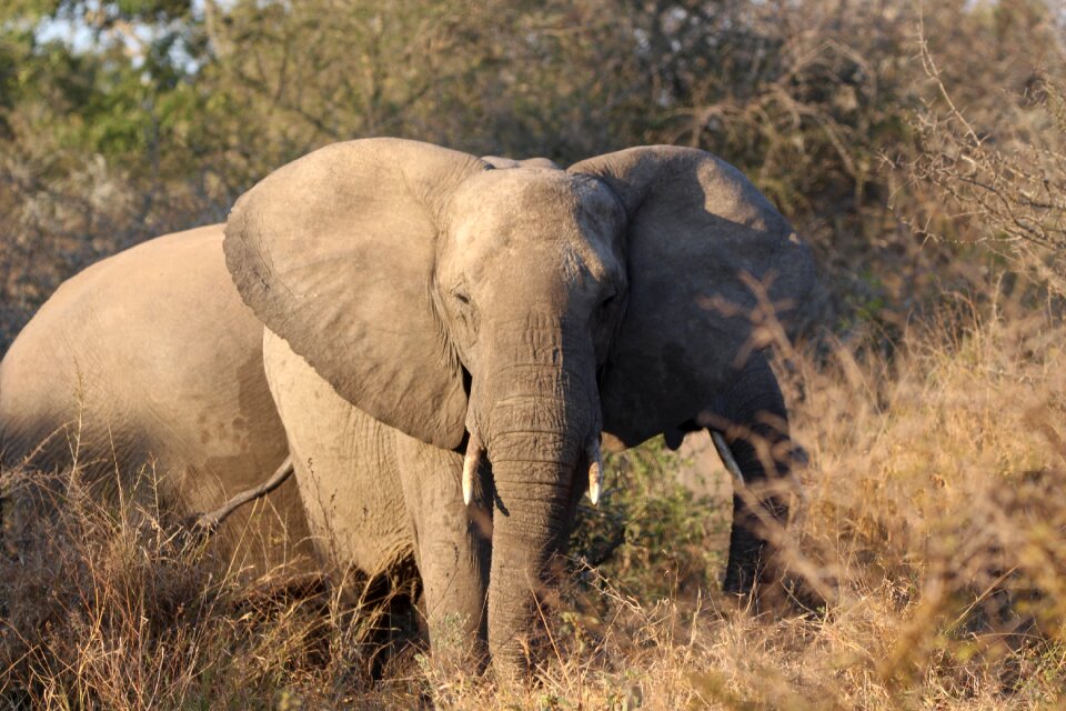 African wild animal