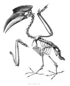 Buceros convexus 143